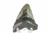 Bargain, Fossil Megalodon Tooth - North Carolina #153104-2
